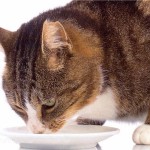 Un gato fenómeno nació con un sólo ojo
